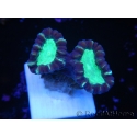 WYSIWYG Astraeosmilia curvata (ex Caulastrea) 12M1
