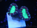 WYSIWYG Astraeosmilia curvata (ex Caulastrea) 12M1