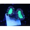 WYSIWYG Astraeosmilia curvata (ex Caulastrea) 12M1
