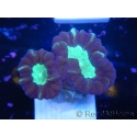 WYSIWYG Astraeosmilia curvata (ex Caulastrea) 12M2