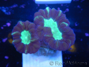 WYSIWYG Astraeosmilia curvata (ex Caulastrea) 12M2