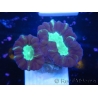 WYSIWYG Astraeosmilia curvata (ex Caulastrea) 12M2