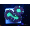 WYSIWYG Astraeosmilia curvata (ex Caulastrea) 12M3