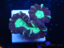 WYSIWYG Astraeosmilia curvata (ex Caulastrea) 12M3