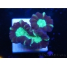 WYSIWYG Astraeosmilia curvata (ex Caulastrea) 12M3