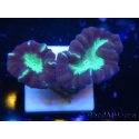 WYSIWYG Astraeosmilia curvata (ex Caulastrea) 12M4