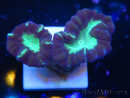 WYSIWYG Astraeosmilia curvata (ex Caulastrea) 12M4