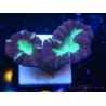 WYSIWYG Astraeosmilia curvata (ex Caulastrea) 12M4