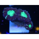 WYSIWYG Astraeosmilia curvata (ex Caulastrea) 12M5