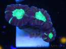 WYSIWYG Astraeosmilia curvata (ex Caulastrea) 12M5