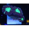 WYSIWYG Astraeosmilia curvata (ex Caulastrea) 12M5