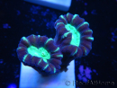 WYSIWYG Astraeosmilia curvata (ex Caulastrea) 12M6