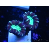 WYSIWYG Astraeosmilia curvata (ex Caulastrea) 12M6