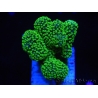 WYSIWYG Stylophora Rose polypes vert fluo 1H3