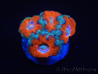 WYSIWYG Micromussa lordhowensis (ex Acanthastrea) 6D6