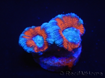 WYSIWYG Micromussa lordhowensis (ex Acanthastrea) 6D8