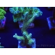 WYSIWYG Seriatopora caliendrum Hybrid (Bird of paradise-Neon) 1F4