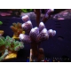 WYSIWYG Stylophora pistillata polypes violet 1G3