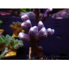 WYSIWYG Stylophora pistillata polypes violet 1G3