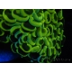 WYSIWYG Euphyllia ancora  (Mariculture acclimaté sous LED) 7 (16 cm)