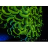 WYSIWYG Euphyllia ancora  (Mariculture acclimaté sous LED) 7 (16 cm)