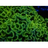 WYSIWYG Euphyllia ancora  (Mariculture acclimaté sous LED) 11 (16 cm)
