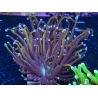 WYSIWYG Euphyllia glabrescens Green/Toxic Base (Mariculture acclimaté sous LED) 8B1