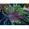 WYSIWYG Euphyllia glabrescens Solid Green (Mariculture acclimaté sous LED) 8E2