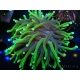 WYSIWYG Euphyllia glabrescens Green/Cream Tips (Mariculture acclimaté sous LED) 8E6