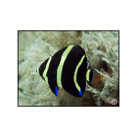 Pomacanthus paru juvénile