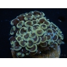 WYSIWYG Euphyllia ancora  (Mariculture acclimaté sous LED) 6 (16 cm)