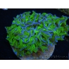 WYSIWYG Euphyllia ancora  (Mariculture acclimaté sous LED) 15 (16 cm)