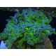 WYSIWYG Euphyllia ancora  (Mariculture acclimaté sous LED) 17 (16 cm)