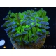 WYSIWYG Euphyllia ancora  (Mariculture acclimaté sous LED) 18 (16 cm)