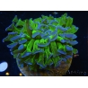 WYSIWYG Euphyllia ancora  (Mariculture acclimaté sous LED) 18 (16 cm)