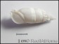 5 Coquilles Cerithium vergatus pour bernard l'ermites