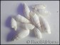 5 Coquilles Cerithium vergatus pour bernard l'ermites