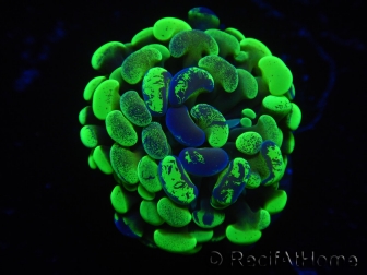 WYSIWYG Euphyllia paraancora Grafted (Mariculture acclimaté sous LED) 4D1
