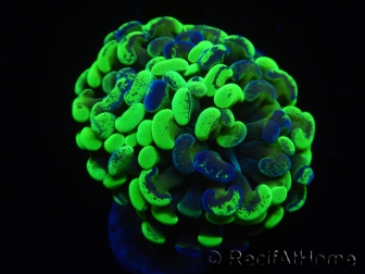 WYSIWYG Euphyllia paraancora Bicolor 2 heads (Mariculture acclimaté sous LED) 4D2