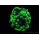 WYSIWYG Euphyllia paraancora Bicolor (Mariculture acclimaté sous LED) 4D3