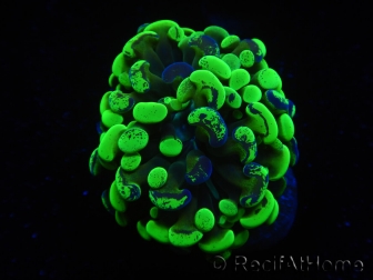 WYSIWYG Euphyllia paraancora Bicolor (Mariculture acclimaté sous LED) 4D3