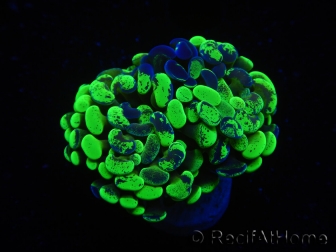 WYSIWYG Euphyllia paraancora Bicolor 2 heads (Mariculture acclimaté sous LED) 4D4