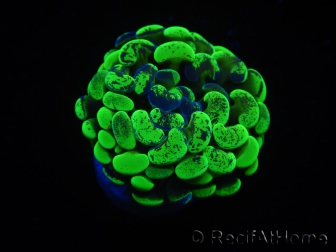 WYSIWYG Euphyllia paraancora Bicolor 2 heads (Mariculture acclimaté sous LED) 4D5
