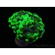 WYSIWYG Euphyllia paraancora Bicolor 2 heads (Mariculture acclimaté sous LED) 4D2