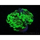 WYSIWYG Euphyllia paraancora Bicolor 2 heads (Mariculture acclimaté sous LED) 4D4