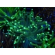 WYSIWYG Euphyllia glabrescens Verte pointes violettes (Mariculture acclimaté sous LED) 8J1