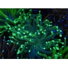 WYSIWYG Euphyllia glabrescens Verte pointes violettes (Mariculture acclimaté sous LED) 8J1
