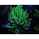 WYSIWYG Euphyllia glabrescens Green/Toxic Base (Mariculture acclimaté sous LED) 8J3