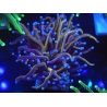 WYSIWYG Euphyllia glabrescens 24K Gold/Blue (Mariculture acclimaté sous LED) 8J6
