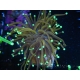 WYSIWYG Euphyllia glabrescens 24K Orange/Bue Tips (Mariculture acclimaté sous LED) 16G4